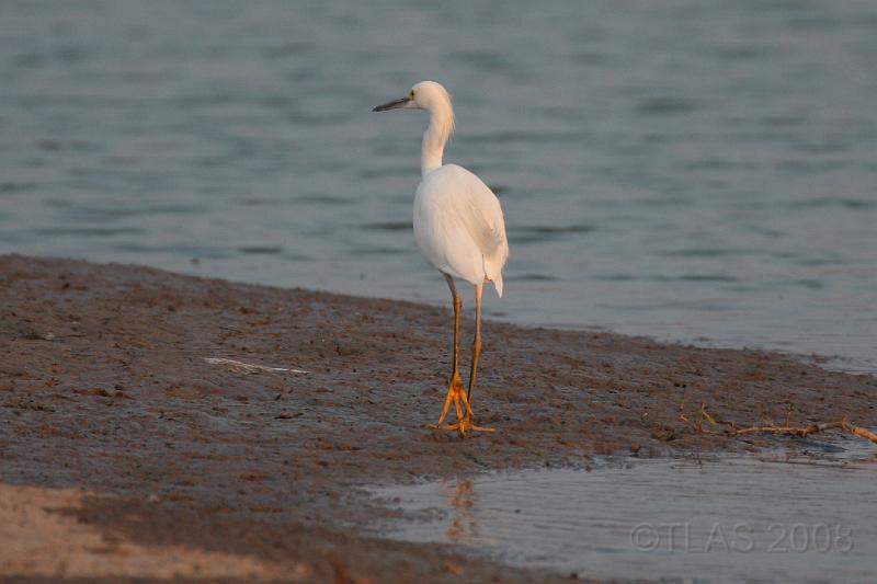 Snowy Egret 092008 261.jpg